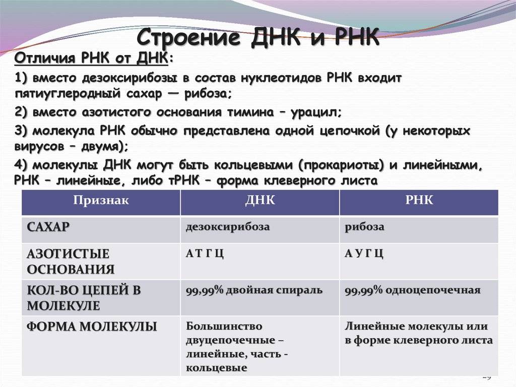 Нуклеиновые кислоты - виды, строение и функции