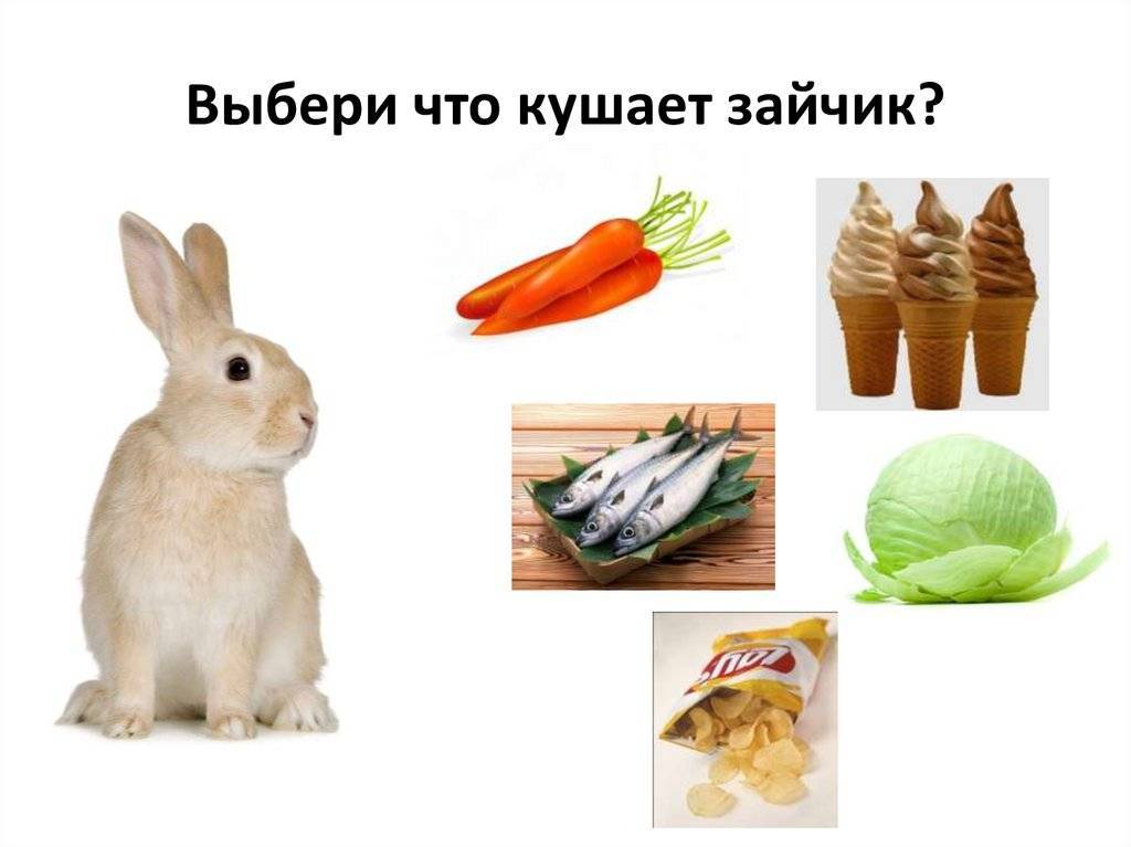 Что едят зайцы?