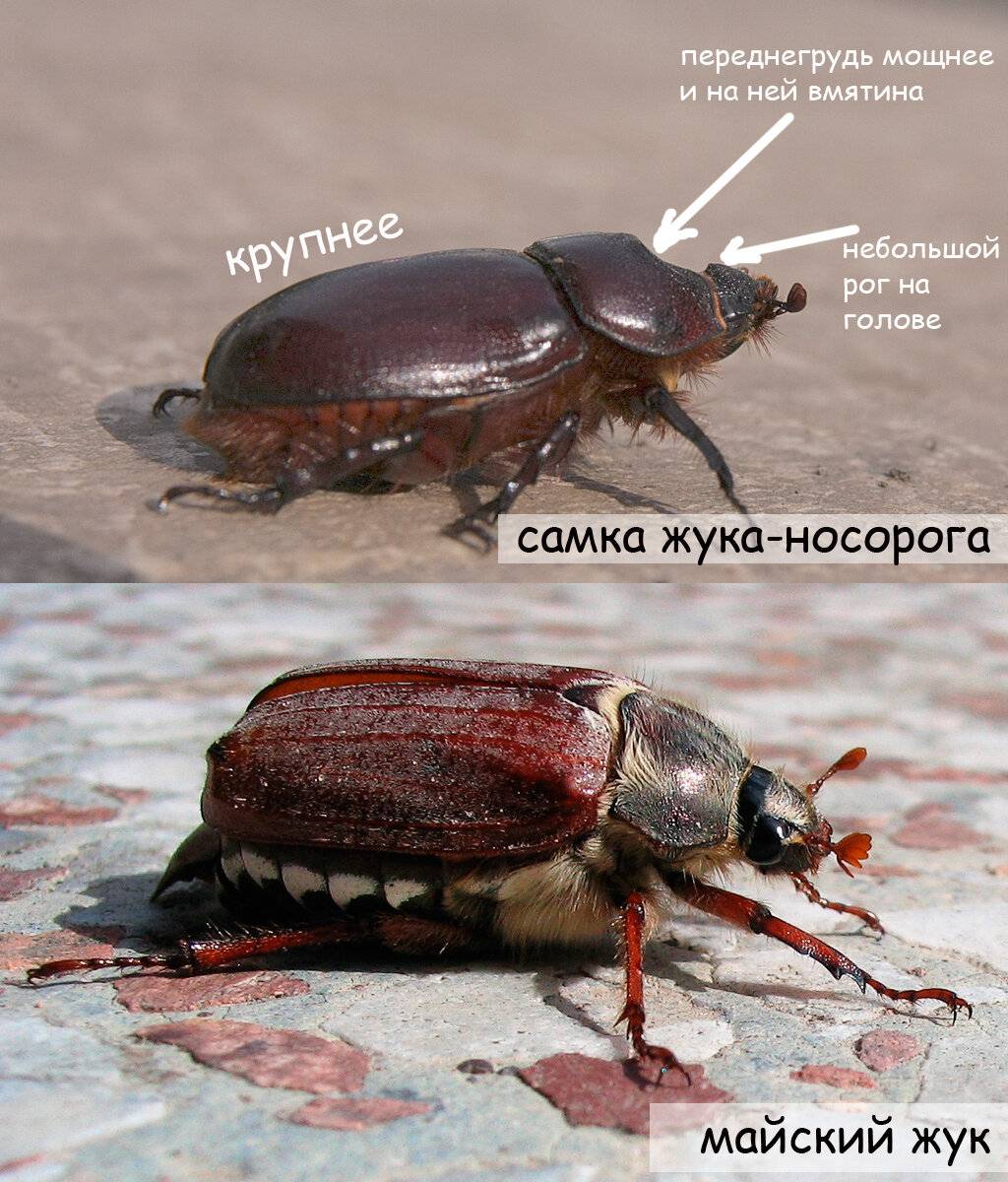 Как различить майского жука пол - poiskovyiguru.ru