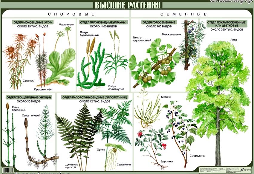 52. многообразие и систематика органического мира
 читать 0 мин.