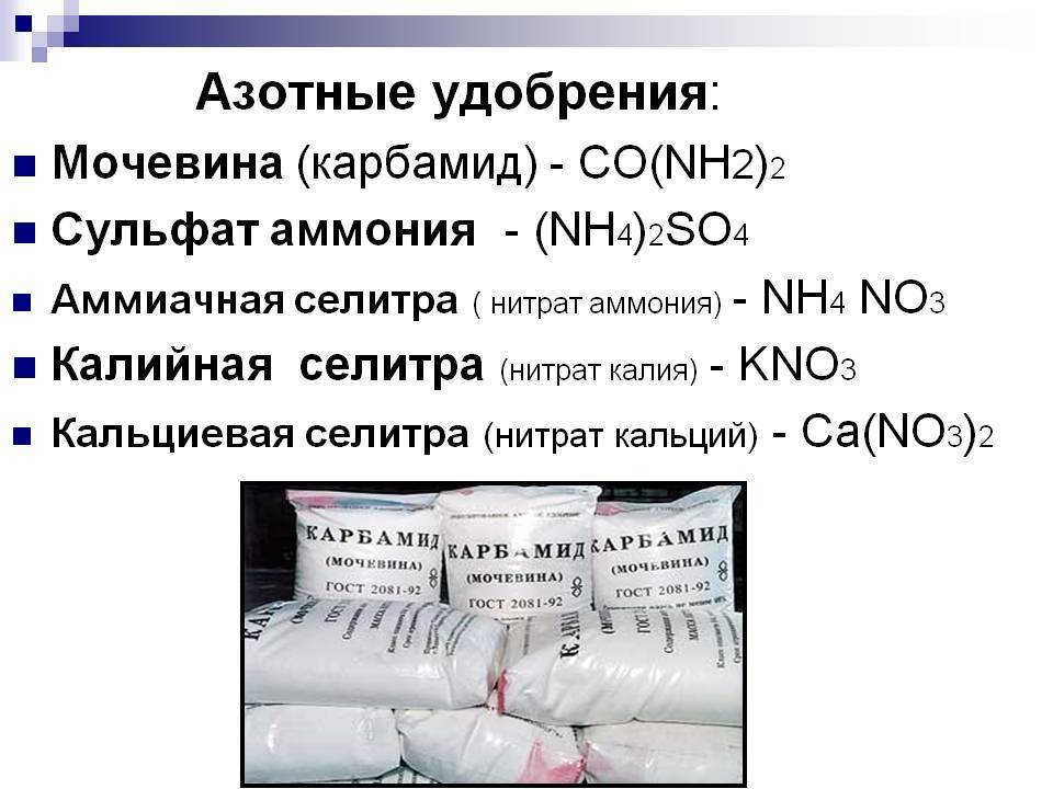Что лучше – мочевина или аммиачная селитра, и одно и тоже ли это удобрение
