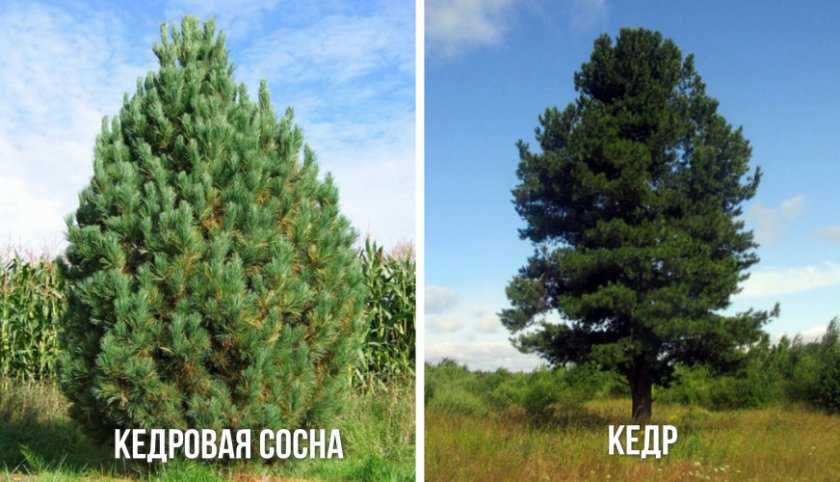 Как отличить маленькую сосну от кедра. разница между кедром и сосной