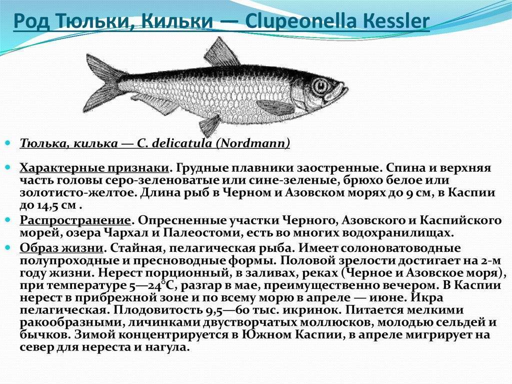 Килька: польза и вред маленькой рыбки. как употреблять кильку для пользы, потенциальный вред кильки при заболеваниях желудка - автор екатерина данилова