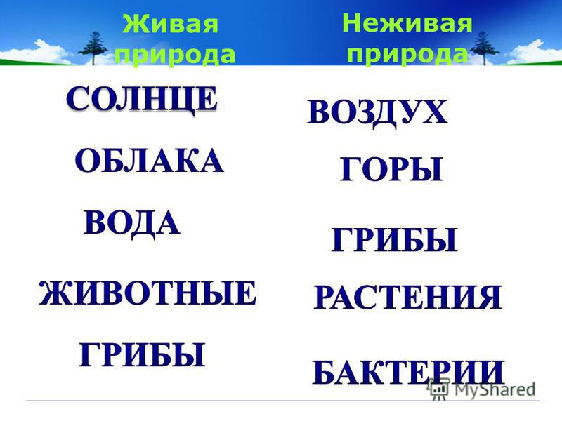 К живой природе относится то что — неживые организмы примеры