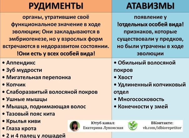 В чем разница между атавизмом и рудиментом
