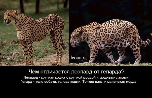 Как отличить гепарда от леопарда: 13 шагов (с иллюстрациями) | домашние животные и животные 2024
