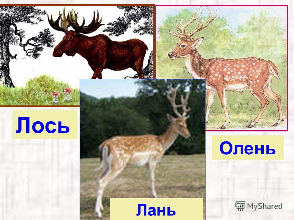 Лось и олень - разница на фото, особенности внешности и поведения - thisiswin11