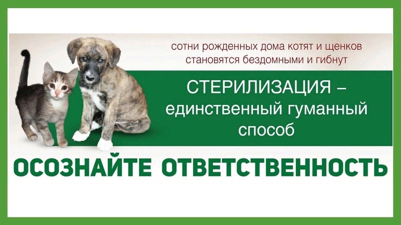 Кастрация и стерилизация собак и кошек: за и против | ветеринарная клиника бона менте