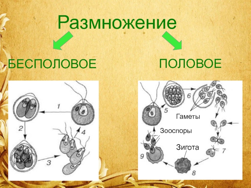 Что такое зигота? чем зигота отличается от гаметы? гамета отличается от зиготы тем что
