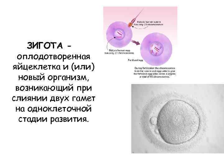 Разница между гаметой эмбриона плода и зиготой - клеточная биология 2024