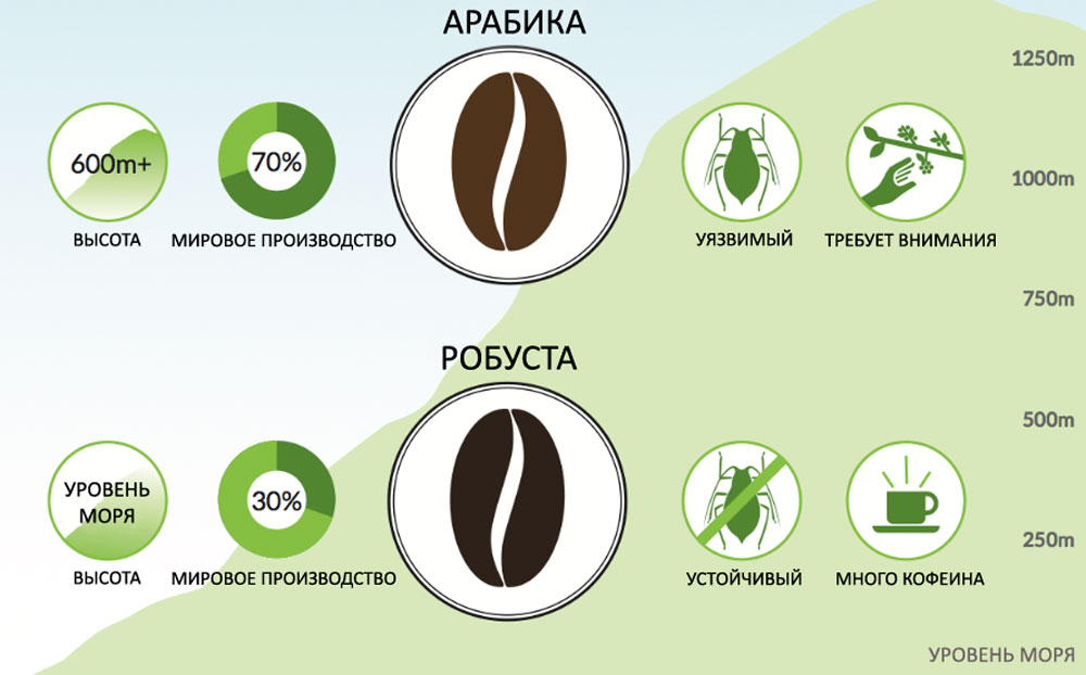 Кофе арабика и робуста мокко: отличия сортов, какой из них лучше