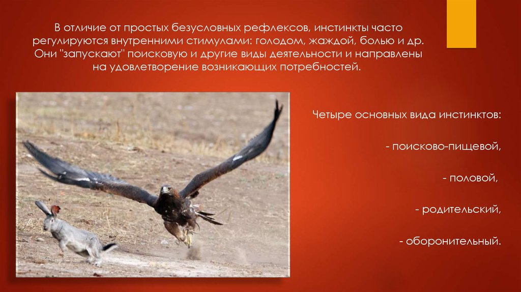 Что такое рефлексы и инстинкты
