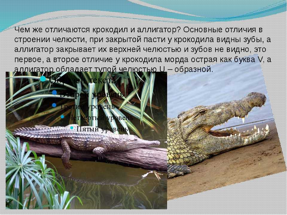 Чем отличается крокодил от аллигатора простыми словами