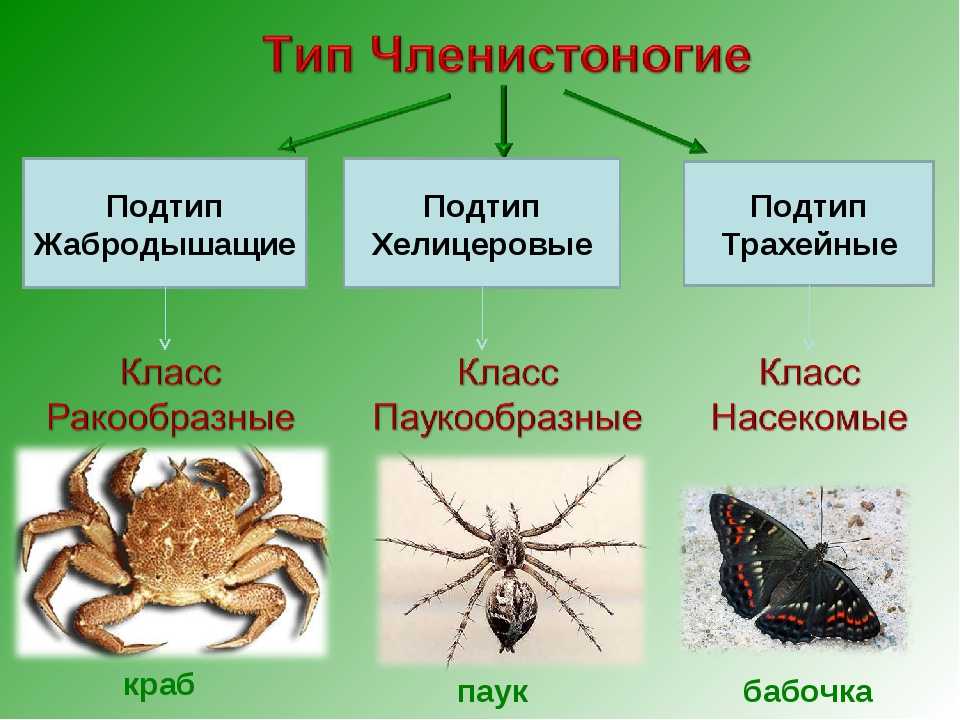 Есть ли разница между насекомыми и пауками? обо всех и обо всем паук относится к группе насекомых