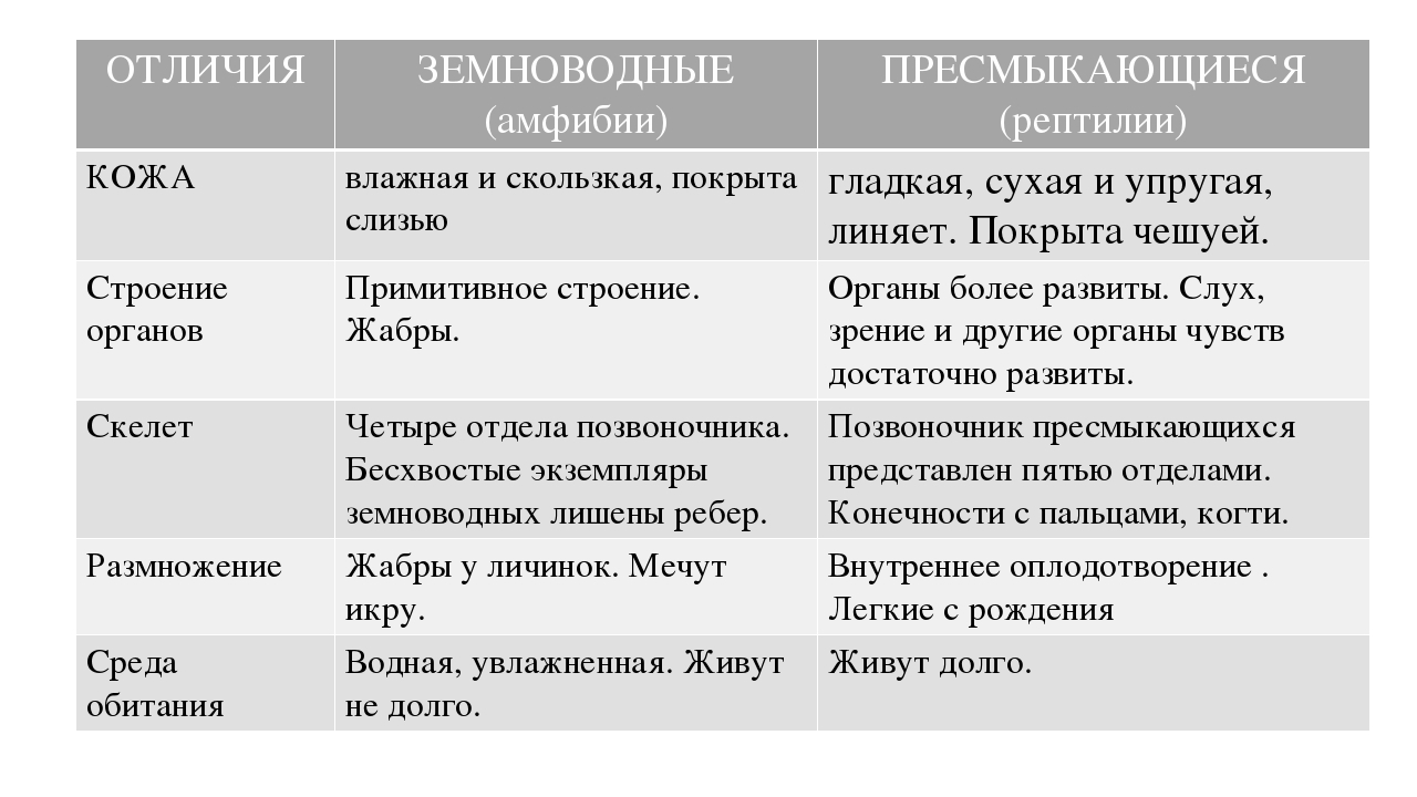 Отличия птиц от пресмыкающихся: основные различия и особенности
