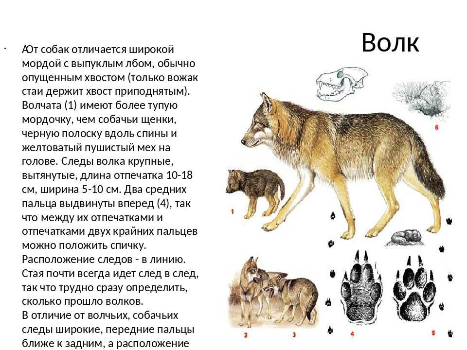 Волк – дикое хищное животное. описание и фото волка обыкновенного