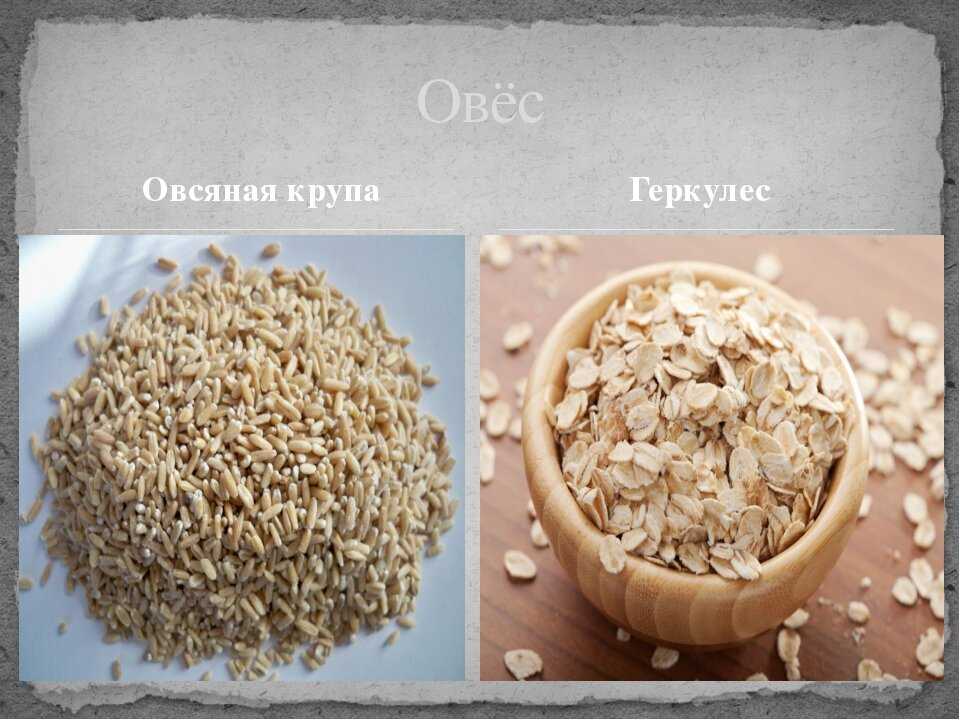 Что более полезно овсянка или геркулес | польза и вред