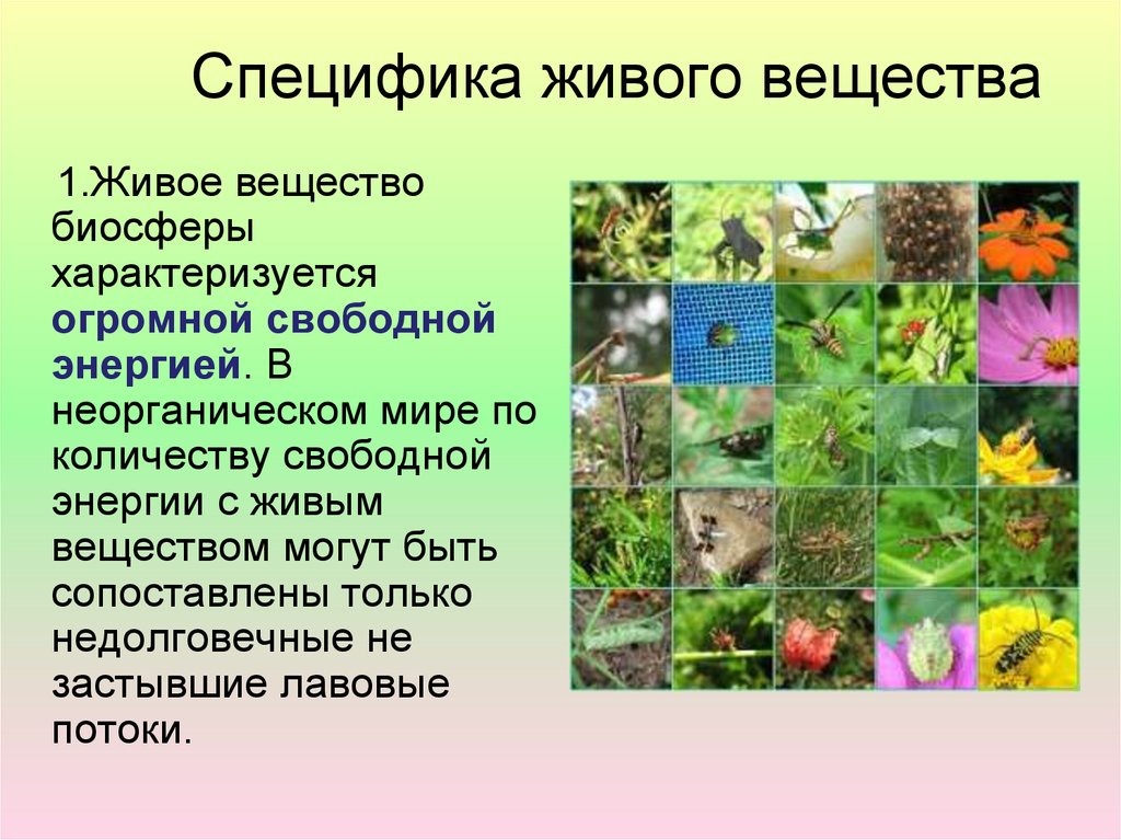 Основные отличия живых организмов от тел неживой природы