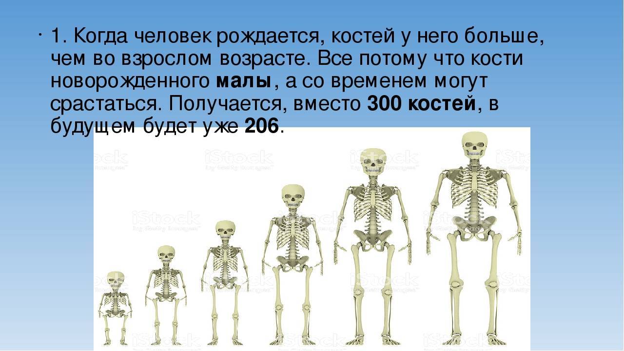 Отличия костей ребенка и взрослого: особенности развития и структуры