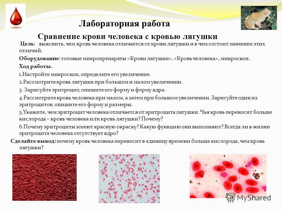 Тема «состав крови. строение крови лягушки и человека. эритроцит: строение, форма и функции. особенности строения эритроцитов вывод и сравнение эритроцитов лягушки и человека