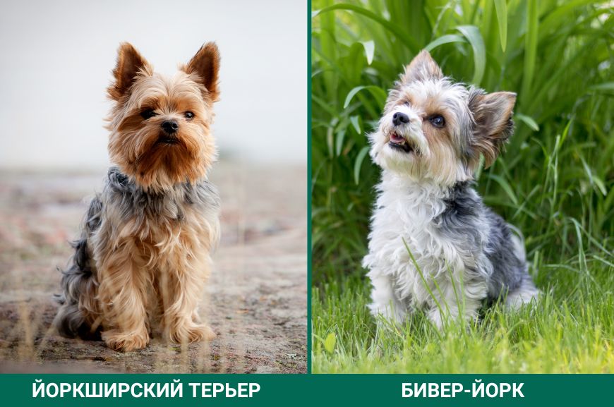 Разница между бивер-йорками и йорками