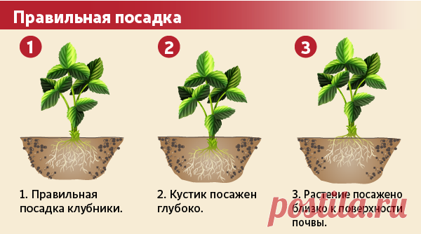«мужские» и «женские» кустики клубники — есть ли смысл в этих понятиях и как очистить грядку от лишних растений
