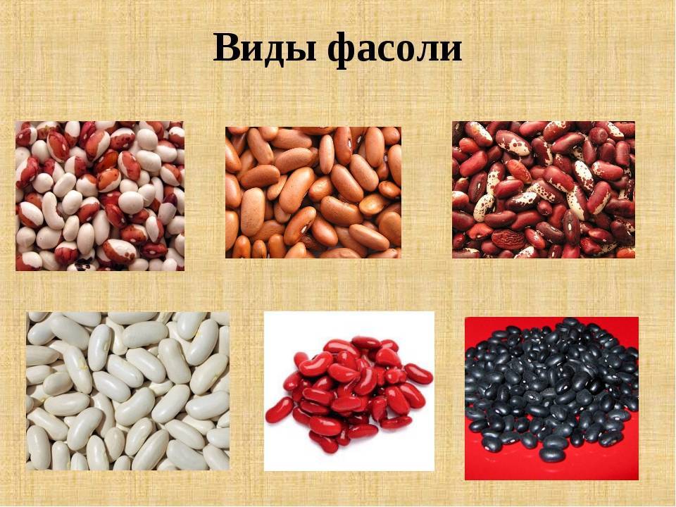 Какая фасоль лучше: белая или красная