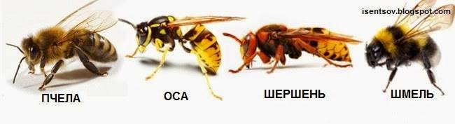 Отличия пчелы от осы и шмеля: сообщение для 2 класса по окружающему миру с планом и фото