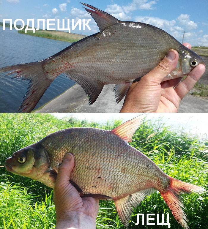 Отличия леща от густеры, синца и белоглазки - верные признаки