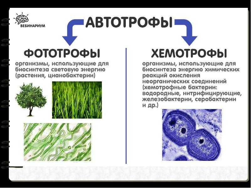 Автотрофные и гетеротрофные организмы. примеры - libtime