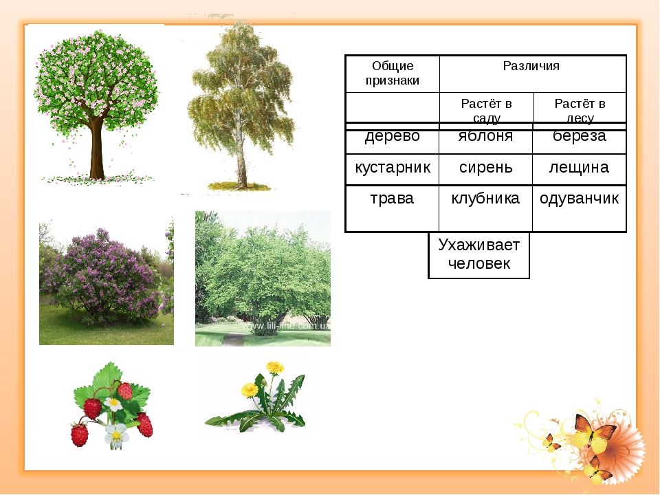 Чем отличаются друг от друга деревья кустарники и травы 2 класс окружающий мир