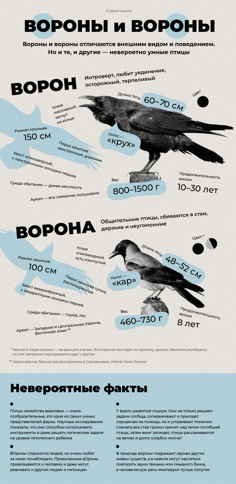 В чем отличие воронов от ворон?