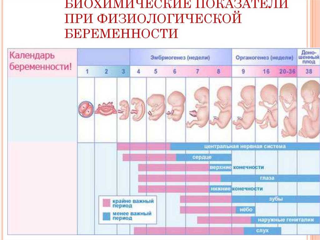 Определние сроков беременности. - страна мам