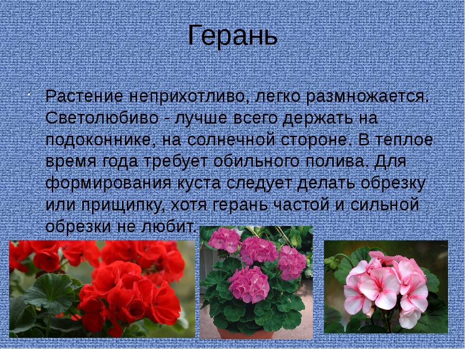 Ухода за геранью (пеларгонией) в домашних условиях - секреты ухода за комнатной геранью