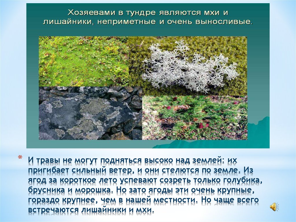 Лишайники