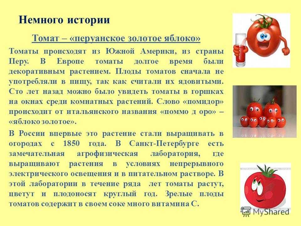 Помидор — это ягода или овощ. как правильно называется плод помидора? | дорога знаний