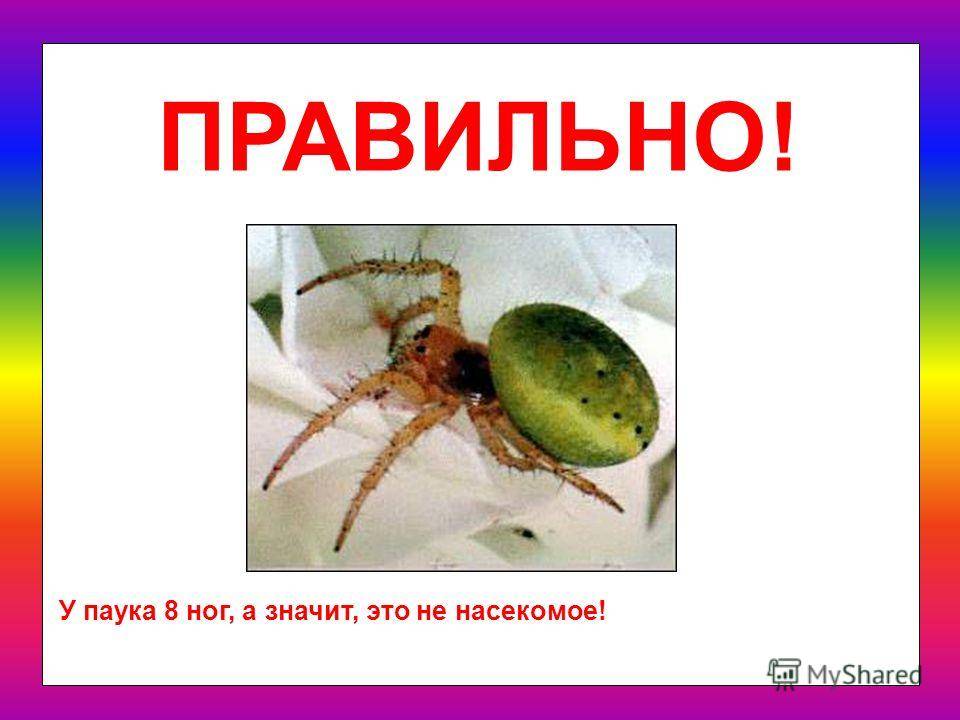 Разница между пауками и насекомыми (с таблицей) - наука 2024