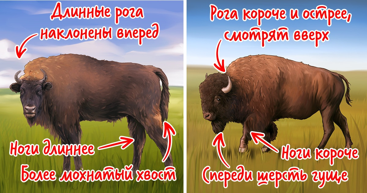 Зубры бизоны яки. бизоны и зубры. отличие зубра от бизона