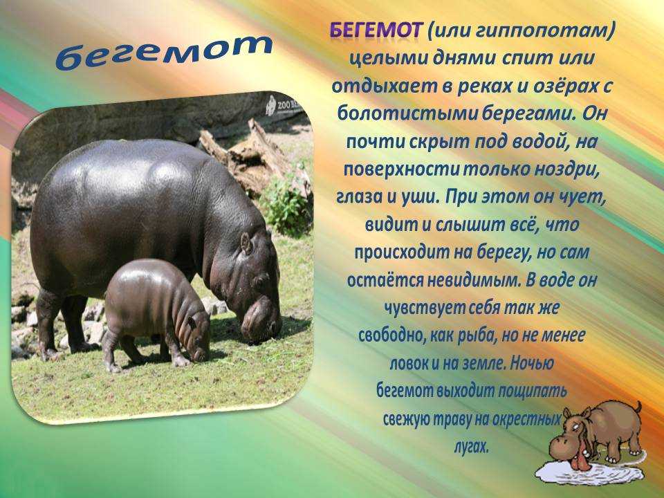 Бегемот (гиппопотам)