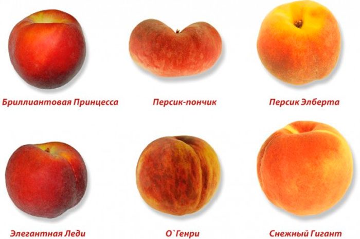 Персики и нектарины: польза и вред для здоровья