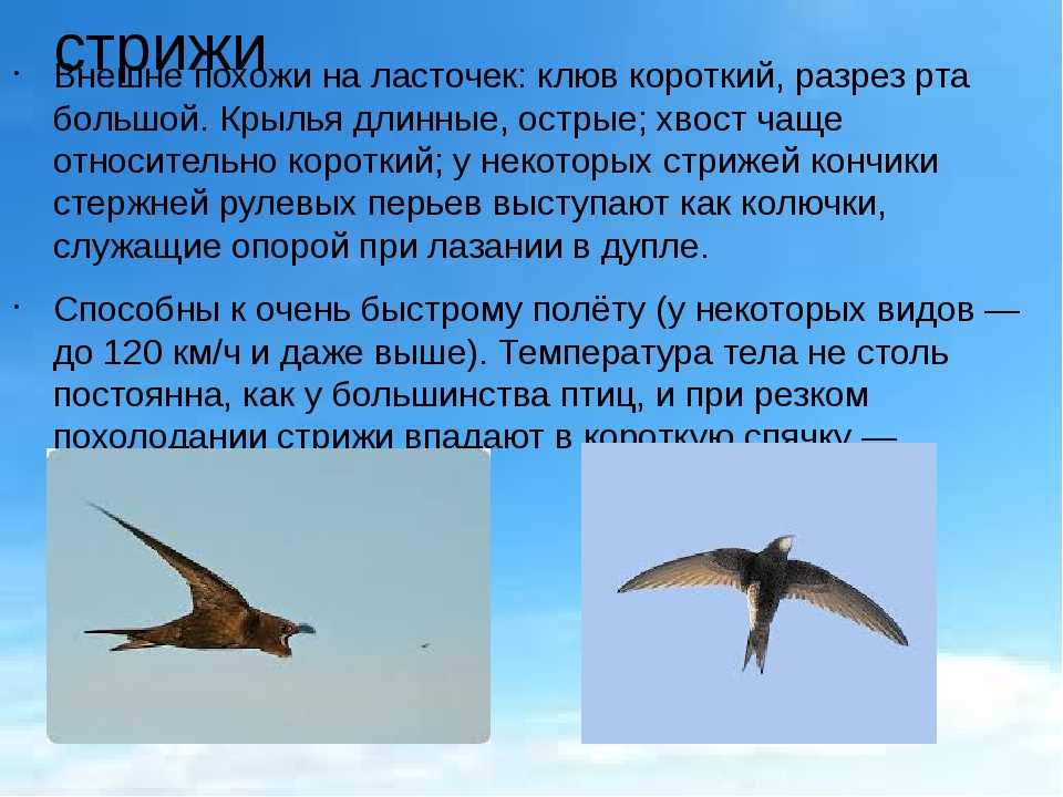 Ласточки и стрижи: сходства и различия