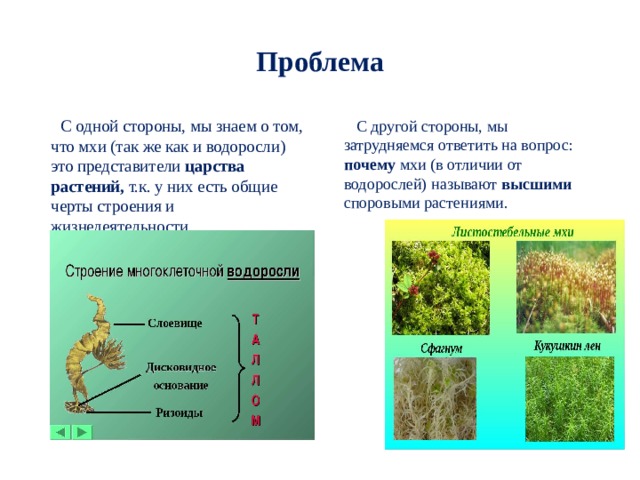 Особенности строения мхов и их отличия от водорослей