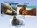 В чем разница между морским котиком и тюленем – отличия и сравнение животных