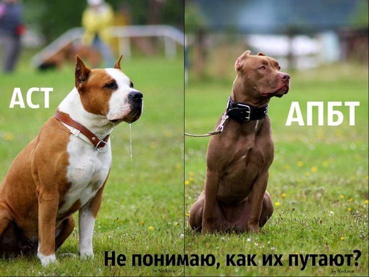 Амстафф и питбуль - отличия, фото собак, сравнение пород