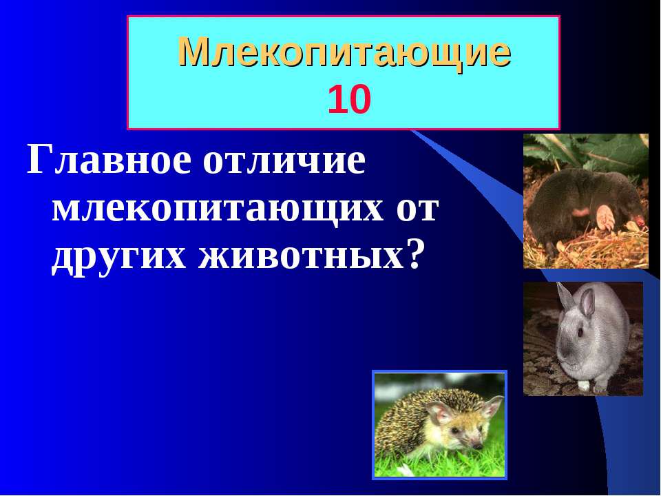 Кто животных не является млекопитающим. кто относится к млекопитающим? что же такое млекопитающие