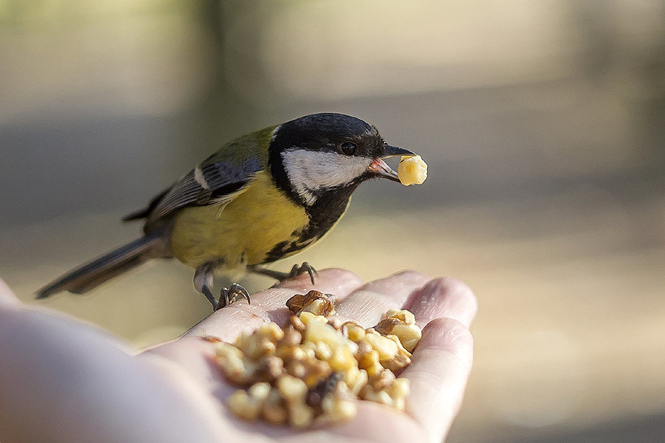 Чем кормить синиц зимой в кормушке. польза синиц в саду.