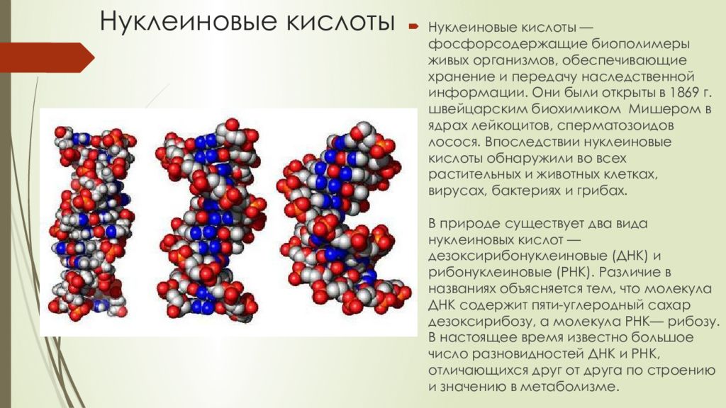 Отличия нуклеиновых кислот от белков и полисахаридов: основные различия