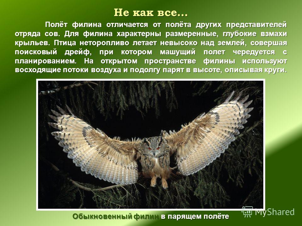 В чем разница между филином и совой