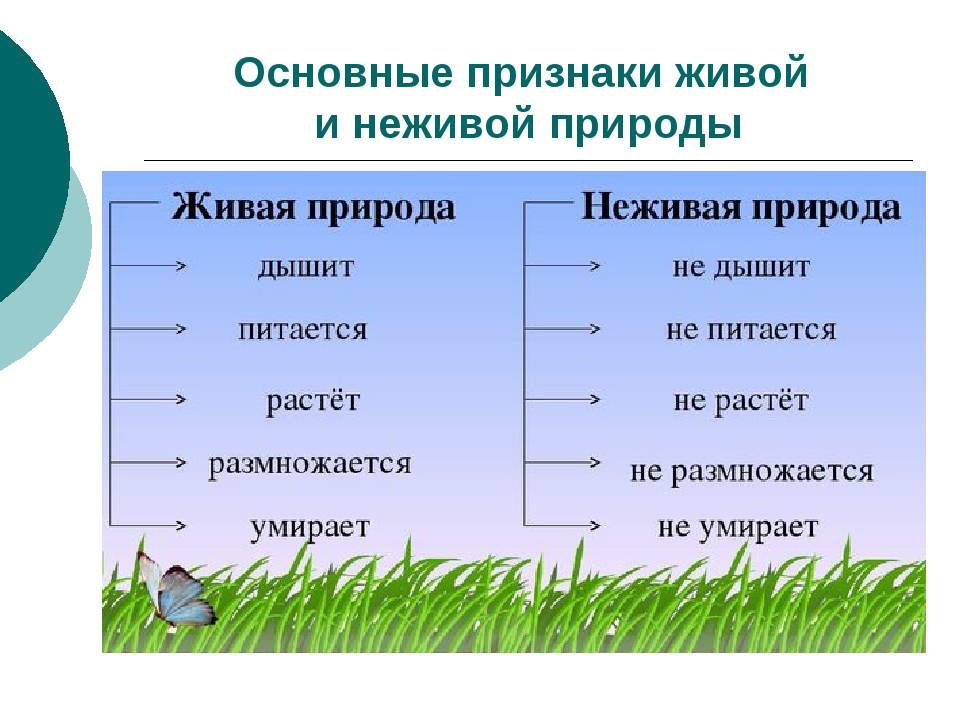 Чем живая природа отличается от неживой?