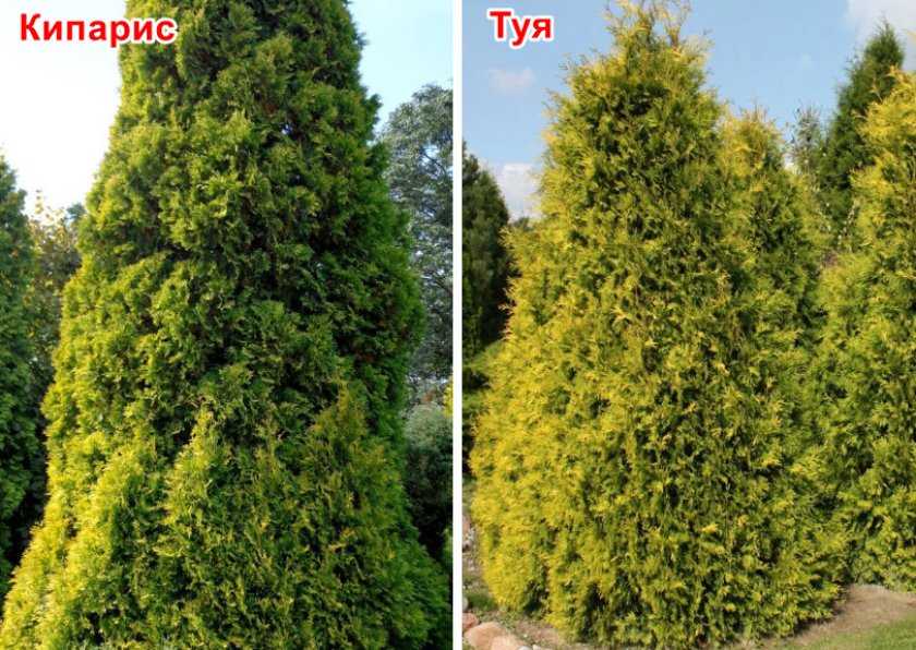 Кипарис туя в чем разница - строй обзор